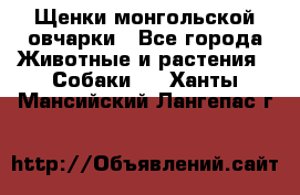 Щенки монгольской овчарки - Все города Животные и растения » Собаки   . Ханты-Мансийский,Лангепас г.